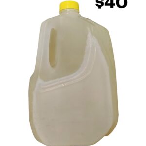 Pineapple Gingerbeer - Gallon